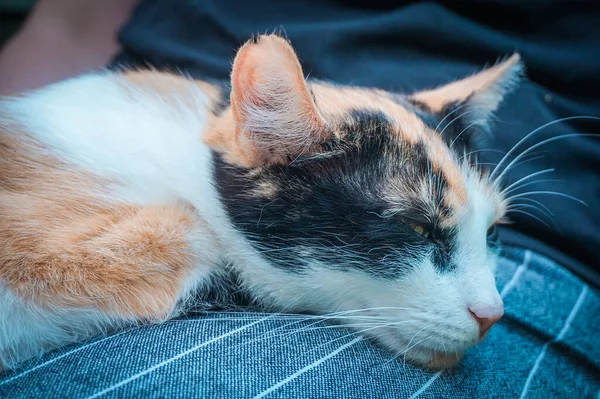 Witte Zwarte Oranje Kat Glijdt Uit — Stockfoto