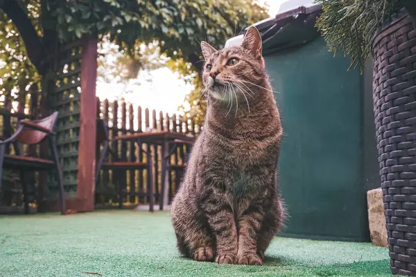 棕色的 胖胖的猫坐在地上 — 图库照片