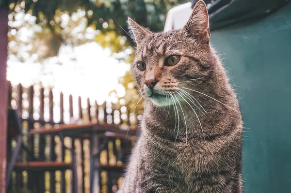 Hnědá Tabby Cat Fotografie Zblízka — Stock fotografie