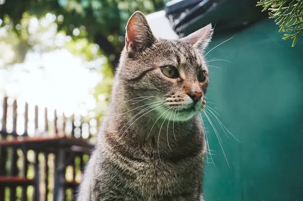 Brown Tabby Cat Close Photograph — 스톡 사진