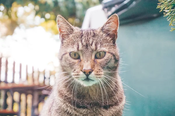 Brown Tabby Cat Close Photograph — 스톡 사진