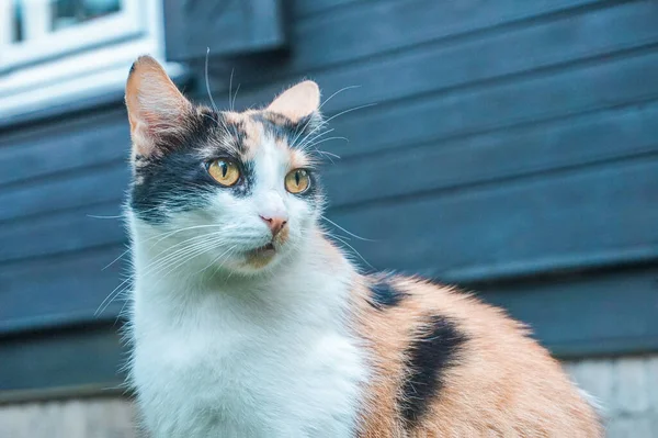 Wit Zwart Oranje Kat Huis Achtergrond — Stockfoto