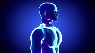 İnsan vücudu, dönen erkek modeli - 3D 4k animasyon (3840 x 2160 px)