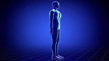 İnsan vücudu, erkek anatomisi modeli şebeke arka planında duruyor - 3840 x 2160 px)