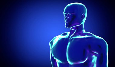 Erkek anatomisi - göğüs ve kafa - 3 boyutlu illüstrasyon