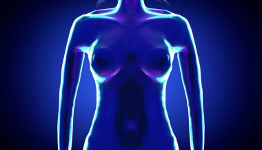 Kadın anatomisi - göğüslere yakın çekim - 3D illüstrasyon