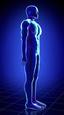 İnsan vücudu, erkek anatomisi - 3D 4k dikey animasyon (2160 x 3840 px)