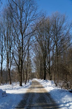 Karlı orman yolunun dikey görüntüsü