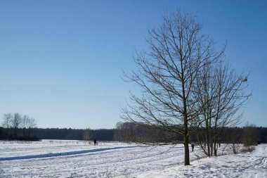 Karlı kış tarlasında yapayalnız bir ağaç