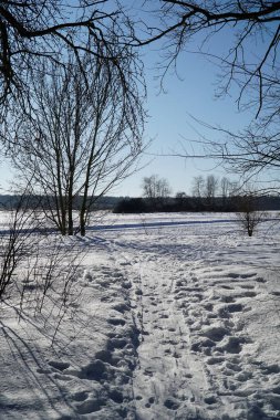 Çıplak ağaçla kışın manzarası