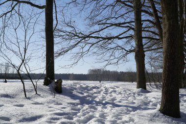 Karlı ormanın kıyısındaki ağaçlar
