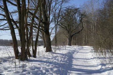 Orman boyunca kış yolu