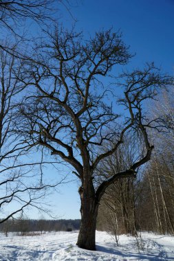 Kış manzarasında yaşlı meşe ağacı