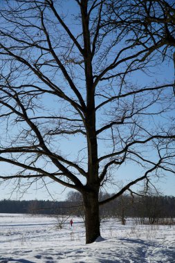 Mavi kış göğüne karşı görkemli meşe ağacı