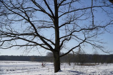 Kış tarlasında geniş meşe ağacı manzarası