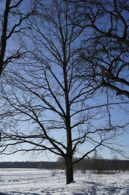 Karda meşe ağacının dikey görüntüsü