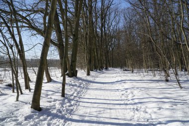Karla kaplı orman yolu perspektifi
