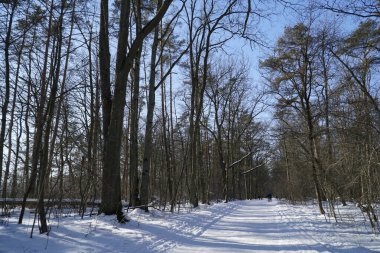 Kış sabahı sessiz orman yolu