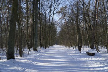 Karlı orman yolunun kaybolma noktası