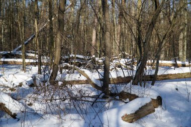 Karda düşen dallar yığını
