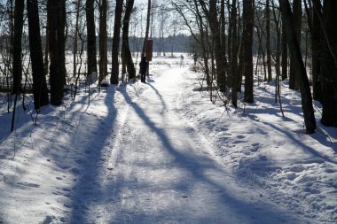 Sabah gölgeleri kış ormanı patikasında