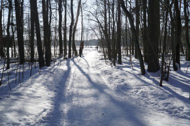 Karlı orman yolunda gölgeler