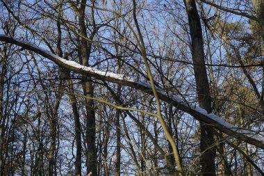 Mavi gökyüzüne karşı kış ormanı örtüsü