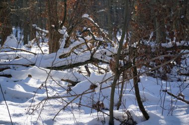 Kırık orman ağaçlarıyla kışın manzarası
