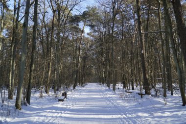 Ormanda kış yolu perspektifi
