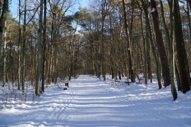 Uzun kış ağaçları arasında karlı patika
