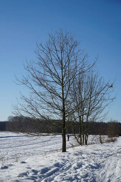 Karla kaplı tarlada genç bir ağaç