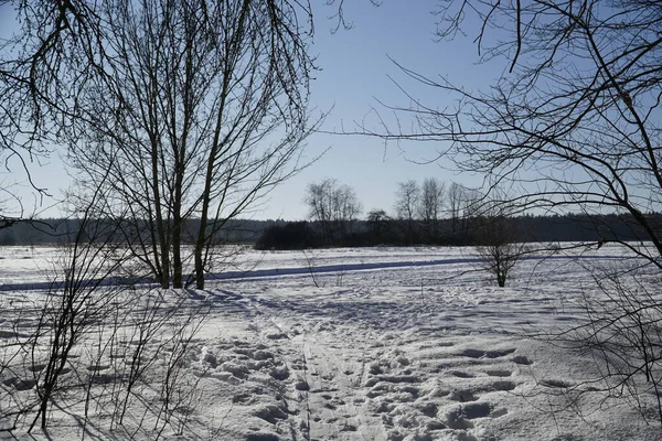 Arka planda ağaçlar olan karlı çayır