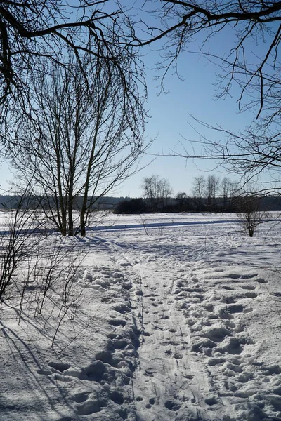 Çıplak ağaçla kışın manzarası