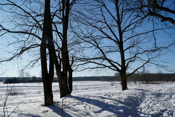 Karlı kış tarlasında bir grup ağaç