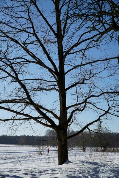 Mavi kış göğüne karşı görkemli meşe ağacı
