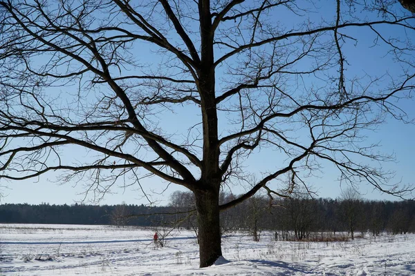 Kış tarlasında geniş meşe ağacı manzarası