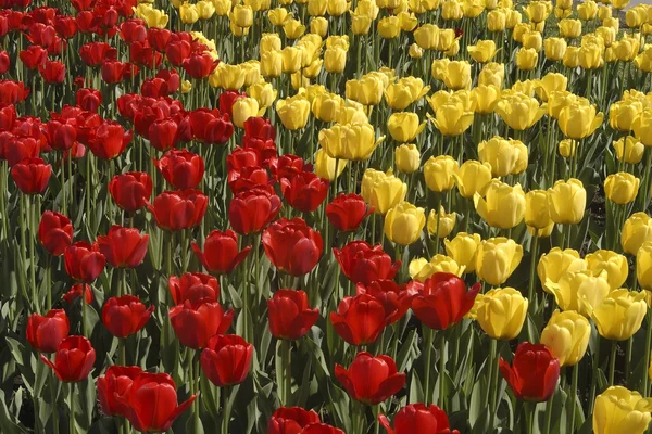 Tulipanes rojos y amarillos en primavera — Foto de Stock