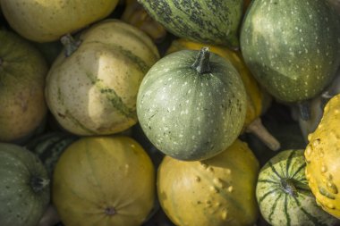 Küçük renkli kabaklar