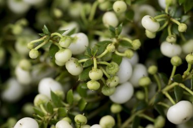 Beyaz pernettya çiçek