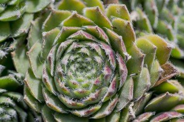 Olağanüstüsarı fabrikayı kapatma