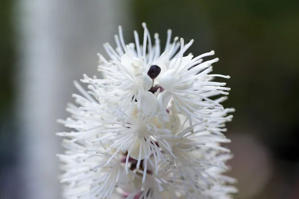 Cimicifuga i blom — Stockfoto