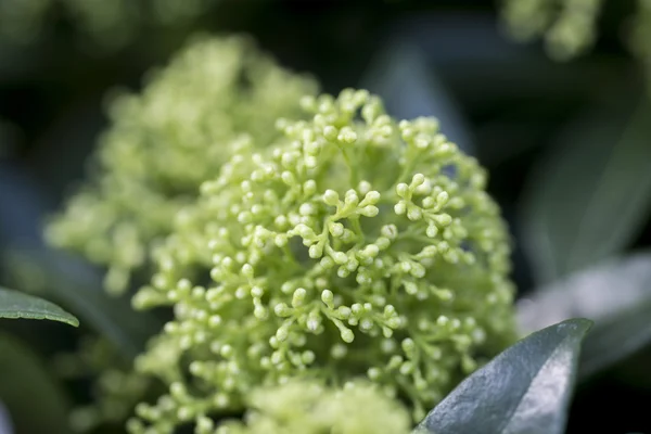 Witte skimmia close-up — Stockfoto