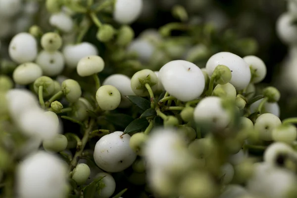 Beyaz pernettya yakın çekim