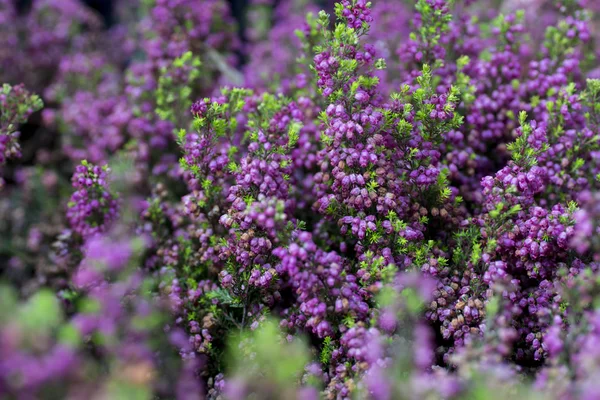 Violetta brughiera sfondo — Foto Stock