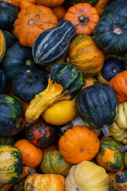 Canlı bir sonbahar hasat gösterisi için çeşitli renk, şekil ve benzersiz dokulara sahip çeşitli süs kabakları ve kabak yığınlarının genel görüntüsü..