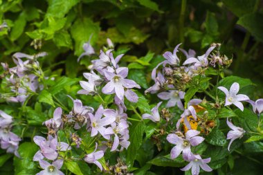 Işık Menekşe Puflar çan çiçeği
