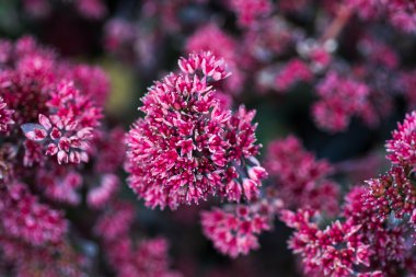 Karanlık gece bahçedeki