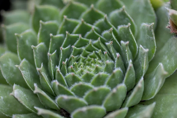 Sempervivum Brom