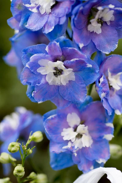 Azul delphinnum de perto — Fotografia de Stock