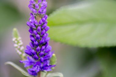 Veronica spicata Christa